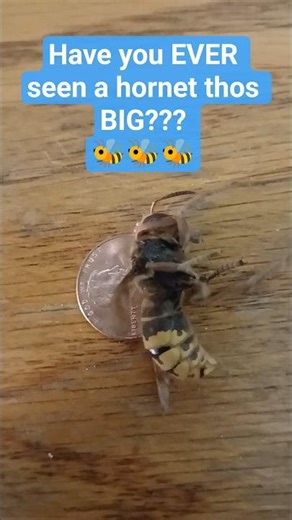 🐝 Have you ever seen one this big?? 🐝 #bee #insects #hornet #shorts #fyp #viral #trending #fypシ #bug