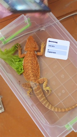 gogol google translate into my phone is your favorite song is a great