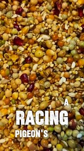 20K views · 179 reactions | Dried Seaweed for Racing Pigeons: Natural Health & Performance Benefits. #pigeonhealth | Pigeon Kuif | Facebook