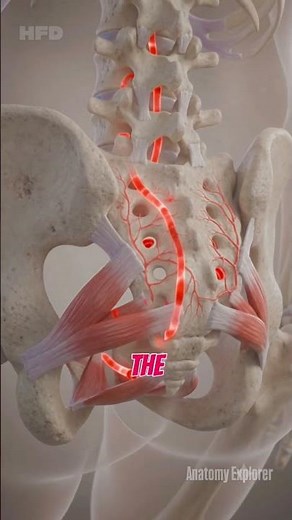 🦴 Why Do Humans Have a Tail Bone? | The Hidden Purpose of the Coccyx