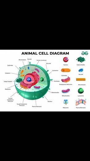 3.1K views · 51 reactions | Animal cell Diagrams #reels #reelsvideo #biology | Biology Ocean | Facebook