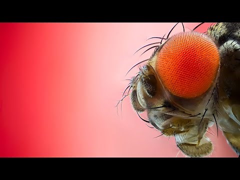 The first complete map of every neuron in an adult fly brain.