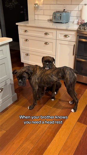 The Comfort of a Boxer: When Life Gets Heavy