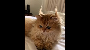 The Best Funny Cat Videos Of The 2021 That Will Make You Laugh - فيديو Dailymotion