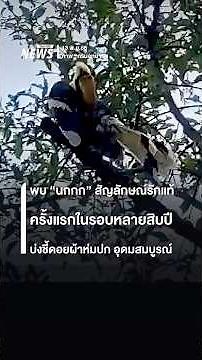 พบ "นกกก" สัญลักษณ์รักแท้ ครั้งแรกรอบหลายสิบปีที่ดอยผ้าห่มปก บ่งชี้ป่าอุดมสมบูรณ์ | Thai PBS News