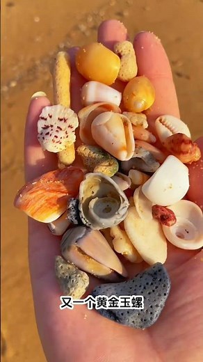 Beautiful Seashell Collection from the Beach 🌊🐚 #Seashells #BeachFinds #NatureCollection #Beachcombi