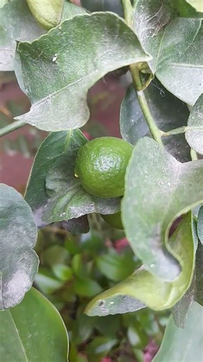 El hogar dulce hogar.