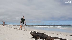 The colossal predator that once ruled like a real-life Godzilla