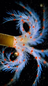 Look at these beautiful tube-worms! 🥹 . They live fascinating lives: building protective tubes and spending their days inside them. They extend their fan-like tentacles out of the tube to “breathe” and capture food. . Beneath the base of their tentacles, there’s a structure called a sand-storage sac, where they collect sand to use in tube construction. They mix the sand with mucus they produce to form the tubes, which sometimes include the skeletons of other organisms—a truly resourceful adapta