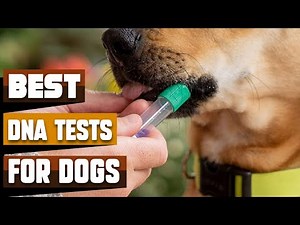 Best DNA Tests for Dogs In 2025 - Top 10 DNA Tests for Dogs Review