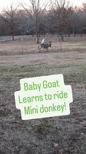 Opal the baby goat is starting to learn to ride the mini Donkeys! #goats #donkeys #fun #farm #hiddenheightsfarm | Hidden Heights Farm