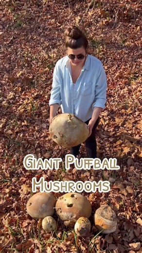 Exploring Giant Puffballs in the Fall Wilderness