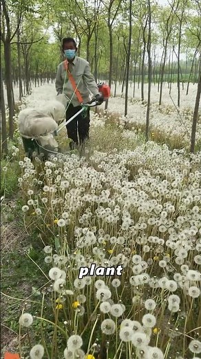 Uses of Dandelions#didyouknow#knowledge#amazing#fyp