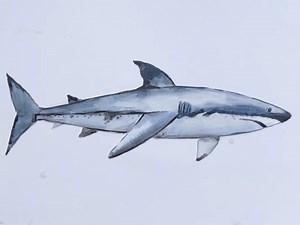 How to paint a shark in watercolour #watercolour #watercolourpainting #art #drawing #painting #sharks | Paintings