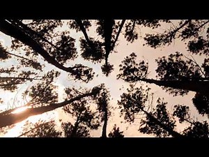 Looking Up at Pine Trees 1 Hour Relaxing Piano & Forest Ambience