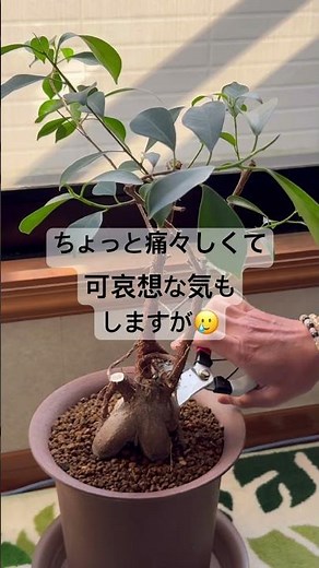 初心者がやる強剪定‼️今回は野菜ではないですがガジュマルに生まれ変わってもらいます😊#プランター菜園 #家庭菜園 #再生栽培 #観葉植物 #大人初心者 #趣味 #ガジュマル#剪定作業