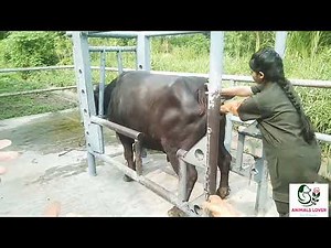 Bull Rectal examination। Bull Semen Center। Animal Mating। Wildlife। Breeding Bull। reproduction।