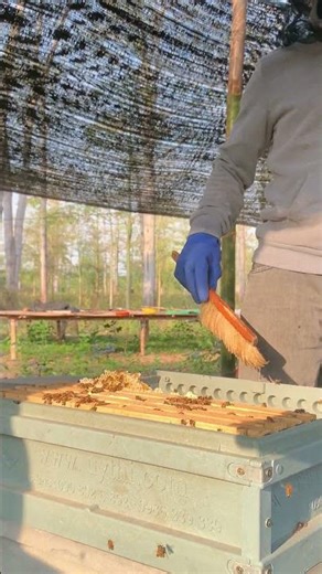 Collecting Golden Honey 🍯🐝 | Fresh from the Hive | Shorts