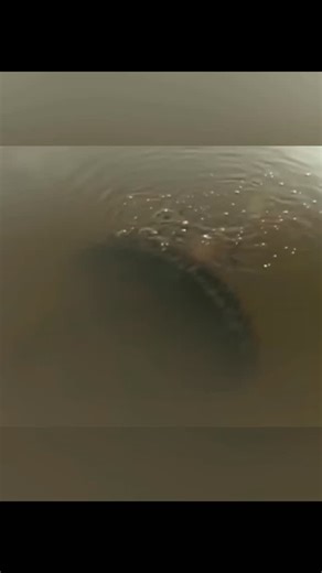 WILD • LIFE DOCUMENTARIES on Instagram: "PT 24 || Amazon Rainforest: Wild Heart of the Earth — A World of Survival, Mystery & Untamed Life Deep within the Amazon Jungle lies one of the most powerful ecosystems on Earth — a vast green kingdom where life thrives, predators rule, and nature writes its own laws. This nature documentary takes you into the heart of the Amazon Rainforest, where rare wildlife hunts, survives, nurtures its young, and adapts to one of the most extreme and beautiful enviro