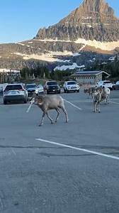 6.1M views · 10K reactions | Rams don’t fight for fun—they fight for dominance, mates, and survival. Their skulls are built like reinforced armor, with a honeycomb bone structure and extra brain cushioning to absorb the impact. When they collide, it’s 800+ pounds of brute force meeting head-on. Nature built them for war. : walkerrunningcrane on TikTok | MeatEater | Facebook