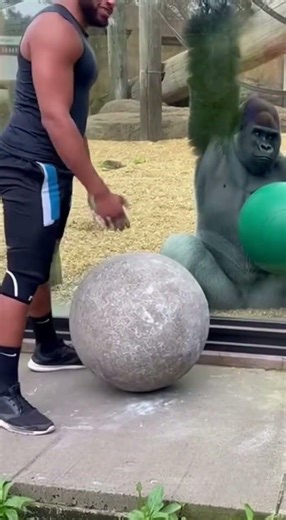 🔥🔥🔥Gorilla Lifts 150KG Effortlessly, Man Bursts Into Laughter🔥🔥🔥