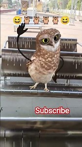 😊Funniest Snapchat moments ever!🦉 Real snaps, real fun 😄! #Shorts#funnyanimals