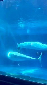 Beluga_Whale #dailylearningfacts #facts | History Facts