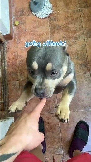 ვის ყავს სახლში მსგავსი წყვილი? 😁 #americanbully #dog #pitbull #bully #puppy #funny #comedy #pet