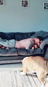 Ever tried chilling, and your dog challenges you to a face race? No? Just me? 😅 #BulldogPabs | BulldogPabs