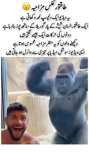 Funny Gorilla Mirror Moment#shortsfeed