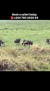 Let us plan your safari experience to different destinations in Kenya and Tanzania Book a safari today For safari inquiries: Contact Discovery Outdoors Kenya Call/WhatsApp ☎️( 254) 790 2020 93📧 discoveryoutdoors3@gmail.com #kenyansafaripackages #masaimaranationalpark #serengeti #africansafari #kenyansafaris #SerengetiSafari #kenyansafari #africansafaris #maasaimara #maasaimaranationalreserve | Discovery Outdoors