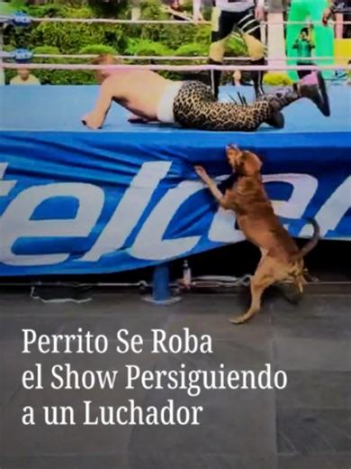 Un amiguito de cuatro patas se robó la atención del público durante una función de lucha libre en el Estado de México, cuando el perrito comenzó a perseguir a uno de los luchadores. El peculiar momento generó risas y sorpresa entre los espectadores del evento, realizado en la Plaza El Cortijo, en el municipio de Ixtapaluca. Los organizadores informaron que el perrito no resultó herido durante el incidente. #nmásunivisionviral #luchalibre #perrito #estadodeméxico #méxico