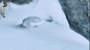 9.1M views · 209K reactions | Snow Grouse Wild Arctic 略‍❄️, Wild Animal Hindi, #wildlifephotography #documentary #wildanimals #wildlife #hindi | Wild Animals Hindi | Facebook