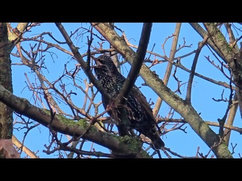 European Starling call