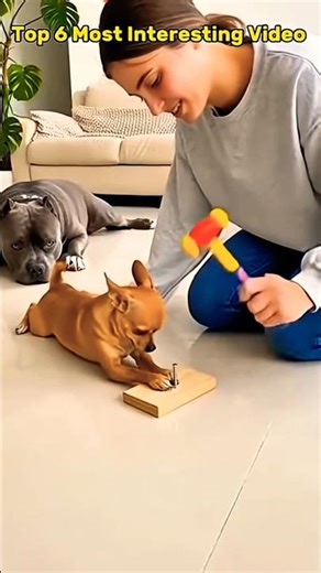 doge funny moments#pets #shortvideo #viral #tending #cute #animals #puppy