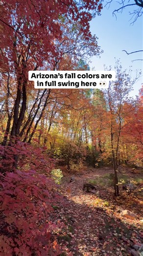 Fall is in full swing at 🍁 See Spring Trail near Christopher Creek -about 2 hours from Phoenix. The colors are at their peak today (Oct 28, 2025) and absolutely beautiful all along the trail! This is an easy, family-friendly hike - roughly 2.5 miles round trip with a peaceful creek, tall maples, and cool canyon air. And don’t forget to check out the actual spring at the end, it’s such a hidden gem! 💧 As always, please Leave No Trace and help protect these stunning spots for everyone to enjoy. 