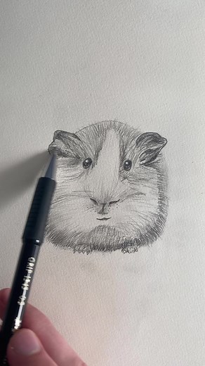 Cute Guinea Pig Doodle Sketch | Animal Drawing