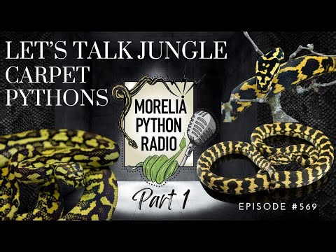Let’s Talk Jungle Carpet Pythons-Pt. 1