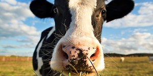 A Herd of Genetically Engineered Super Cows May Just Solve the Insulin Crisis