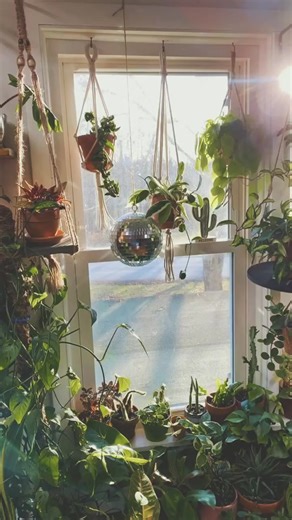 Embracing Your Inner Crazy Plant Lady: A Plant Lover's Guide
