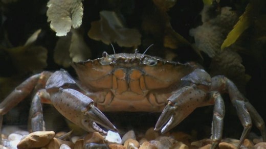 Video: Reproductive cycle of crabs - Revise: Ecosystems: Video playlist - BBC Bitesize