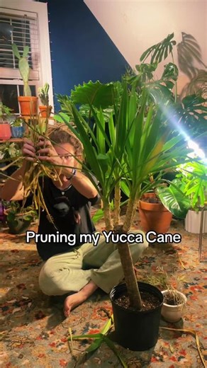 Yucca Cane? Help me? #plantsoftiktok #planttok