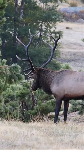 That was a cold September morning but it was a great morning too! #Photography #wildlife #nature #colorado #goodbull #elk #bullelk #wapiti #fblifestyle | Good Bull Outdoors