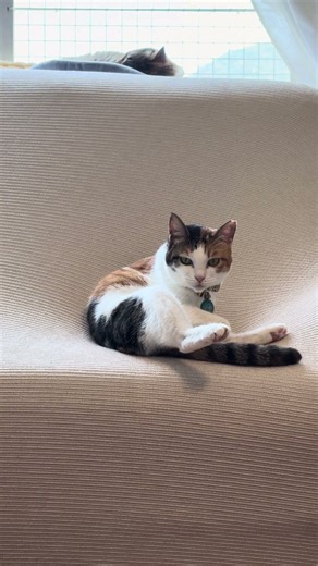 猫と新ソファカバー