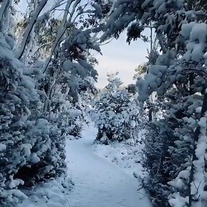 19K views · 1.4K reactions | Incredible! ❄️ Hartz Mountains National Park looking stunning! How has it been at your place? : @dirty_little_bird via Instagram | ABC Hobart | Facebook