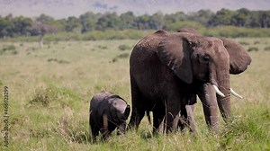 Elephant Calf Nursing While Mother is Grazing
