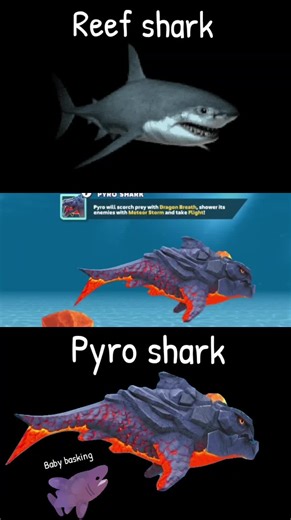 #CapCut #reefsharks🦈 #pyroshark #baskingsharks