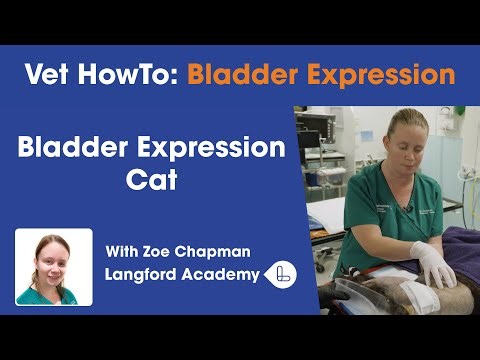 How to Express a Bladder: Cat