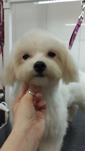 Fluffy Maltipoo Grooming Transformation ✨ | Gaspar’s Spa Day