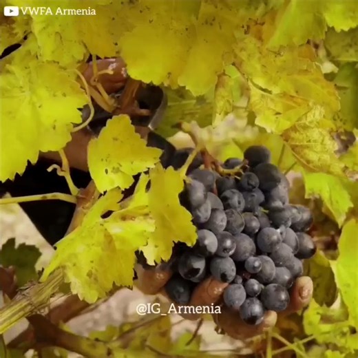 ⭐️💕🇦🇲 ARMENIAN WINE 🇦🇲💕⭐️ Հայկական Գինի Winemaking in Armenia🍇🍷🇦🇲 VIDEO Created By IG Armenia SHARED BY 🇦🇲 TEAM ART 🇦🇲 #TeamArt #TheArtTeam #ArtArmeniCook HISTORY Since ancient days Armenia was famous for the wine makers where original traditions were kept until this day. It is possible to learn about this even from works of such philosophers, as Herodotus and Strabo. In 401–400 BC, when the Greek armies led by Xenophon "were passed" on the country Nairi (one of the most ancient na